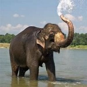 Meet your Posher, Bente